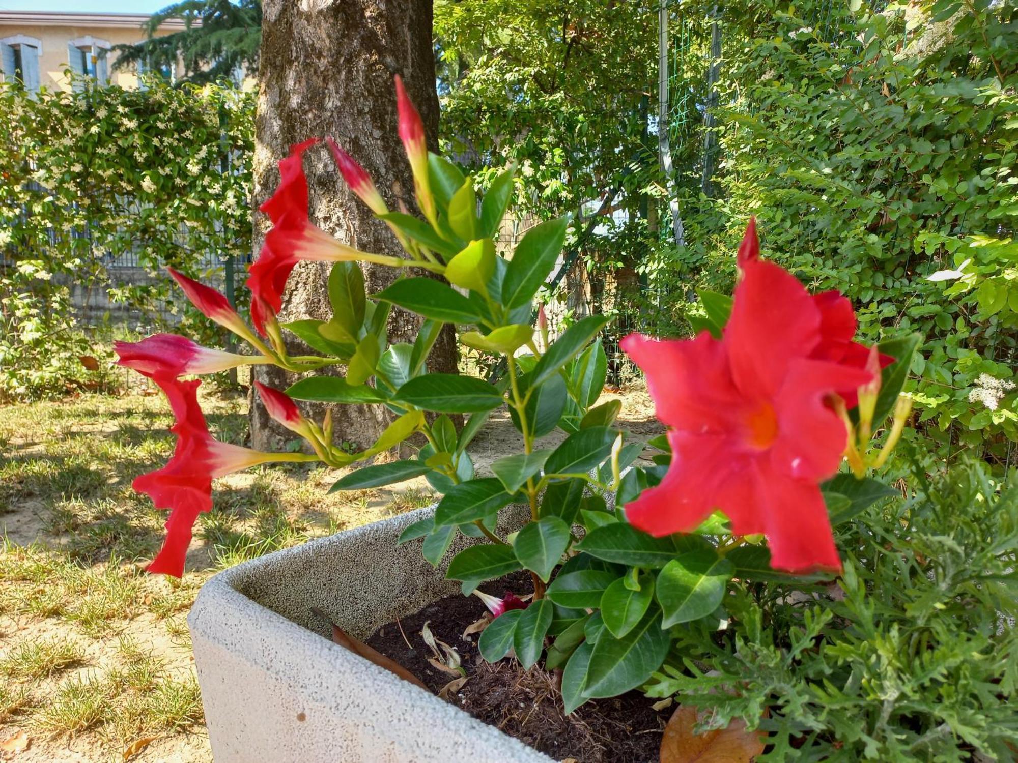 Le Magnolie 2 Mestre