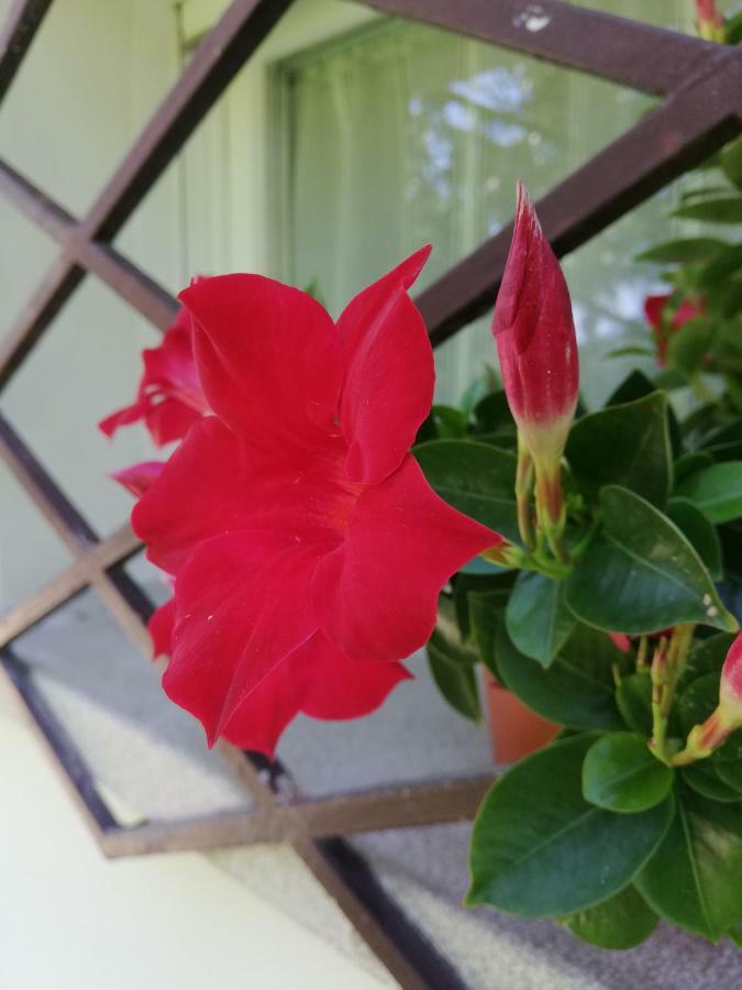 Le Magnolie 2 * Mestre